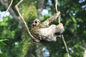 Dave caught a sloth yawn - this is at the beach house property